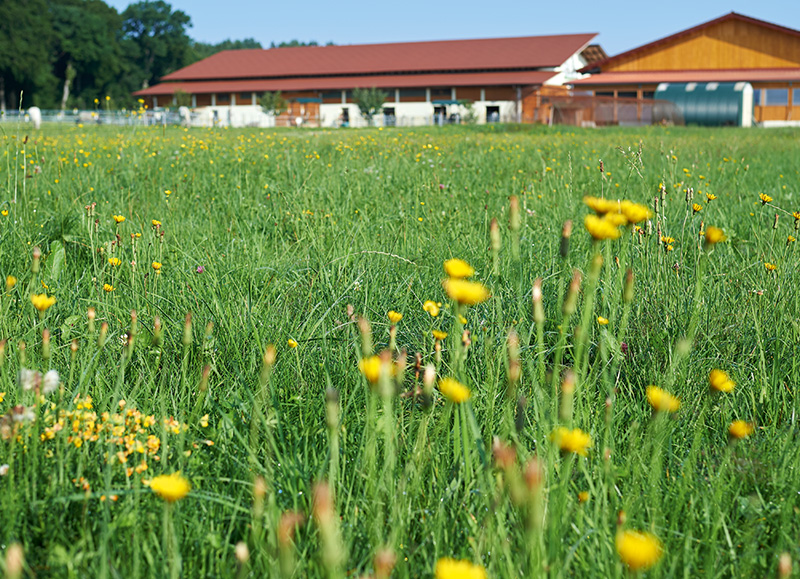 Lieb-Hof Impressionen 04