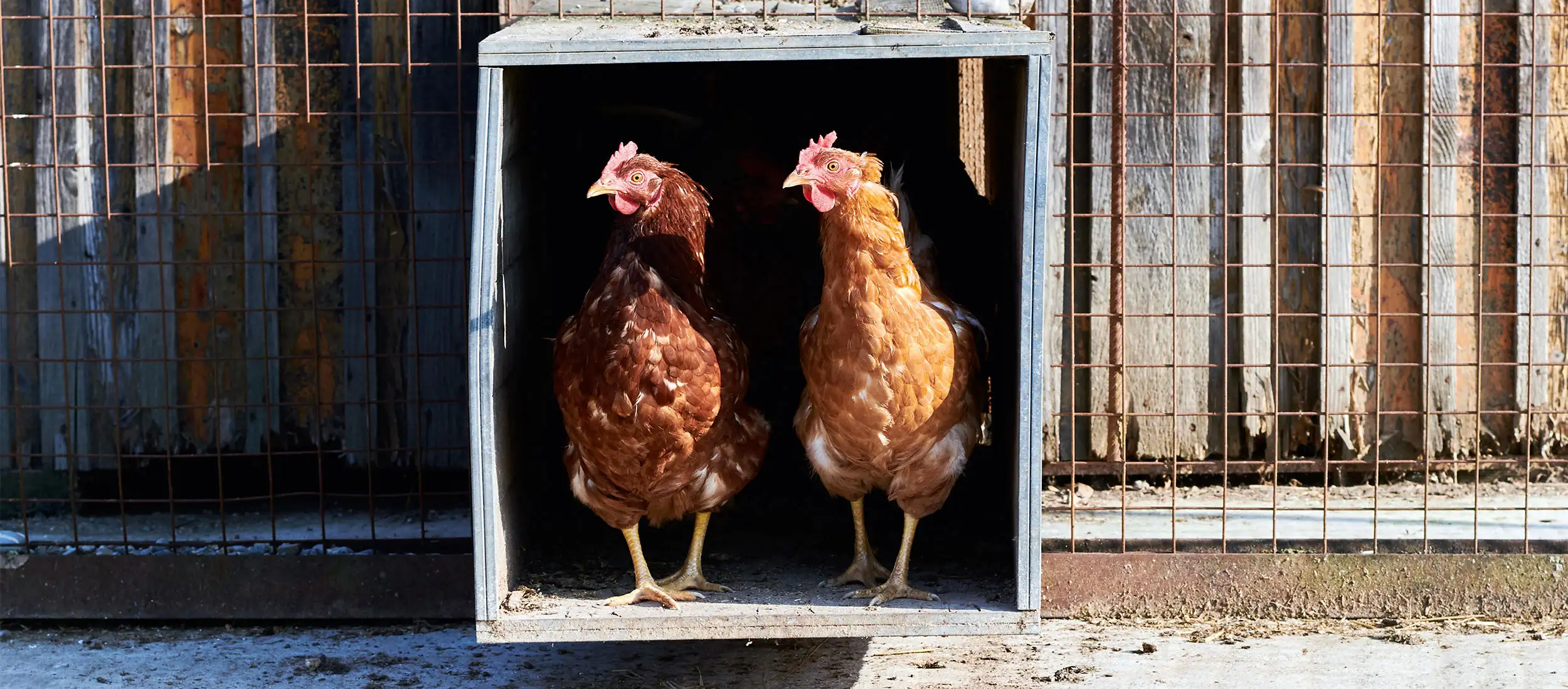 frische hausgemachte Eiernudeln